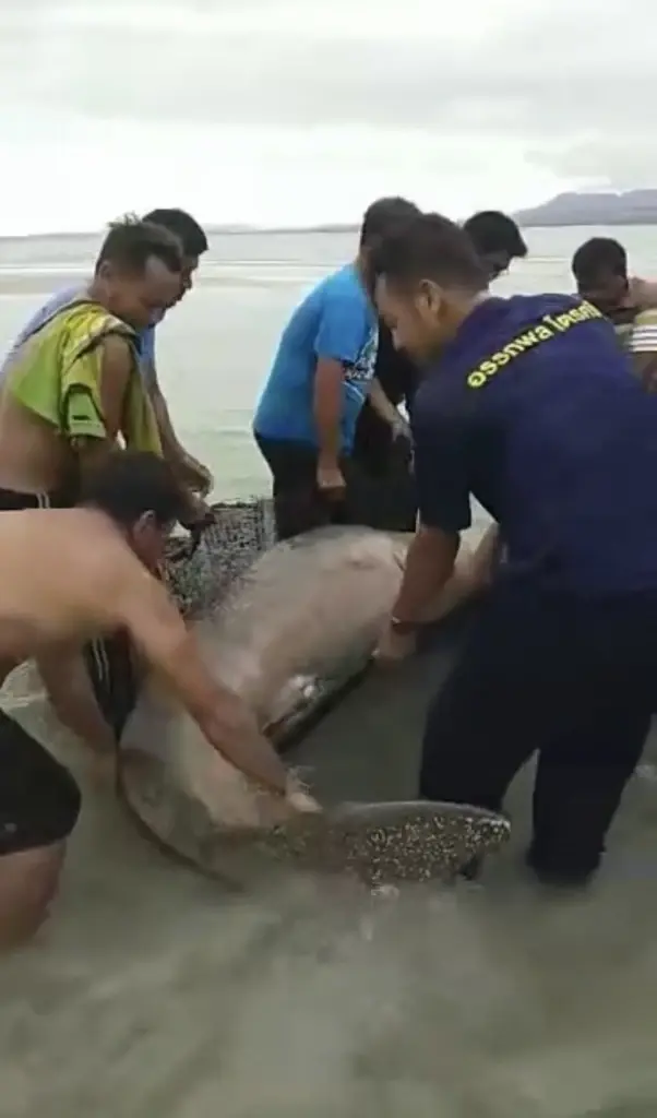 ชาวบ้านช่วย "พะยูน" เกยตื้น คาดกินหญ้าทะเลเพลิน