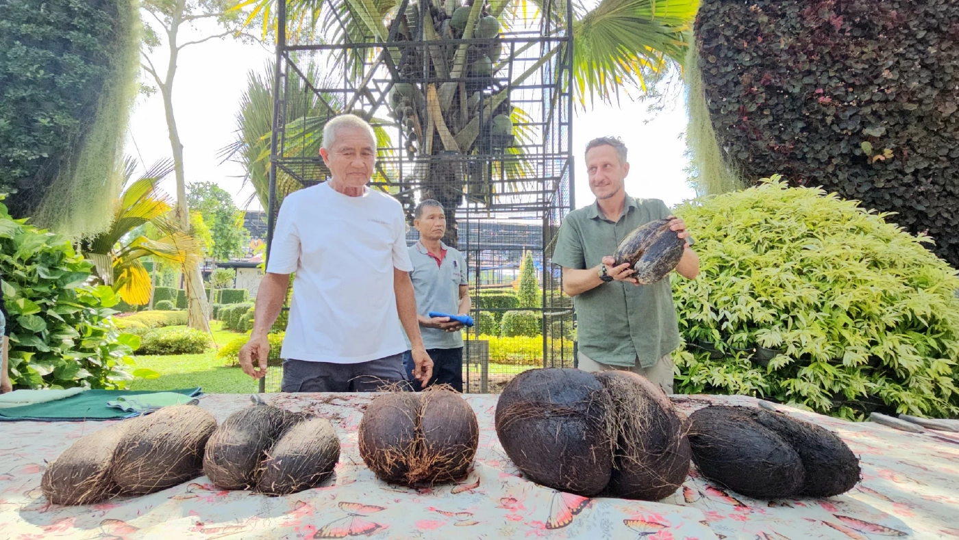 สวนนงนุช โชว์ "มะพร้าวก้นสาว" ลูกละแสน