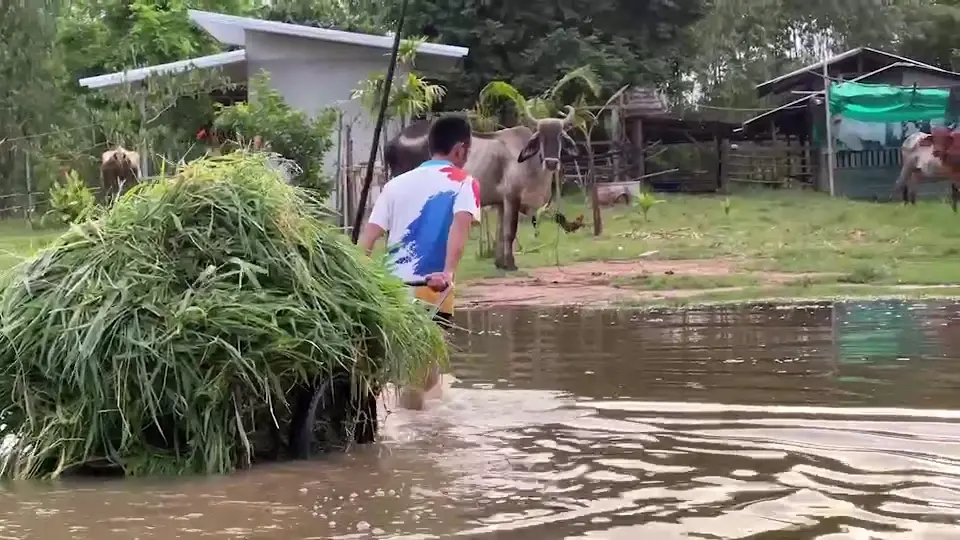 ชาวบ้านร้อยเอ็ด วอน รมว.เกษตร ช่วยเหลือ หลังน้ำท่วมนับสัปดาห์ อาหารสัตว์ขาดแคลน