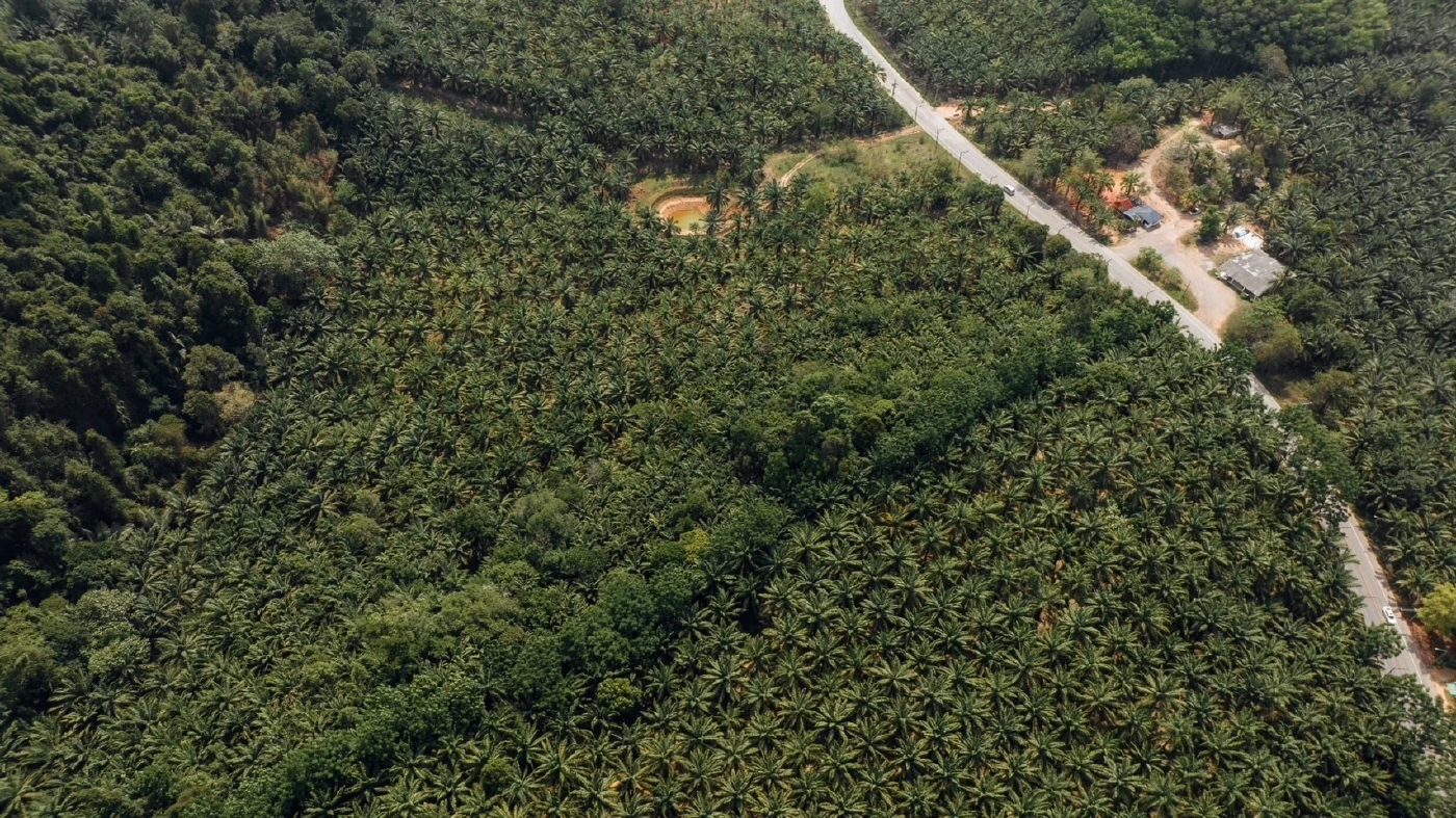 DSI เตรียมแจ้งข้อหาผู้เกี่ยวข้อง "สหกรณ์ปาล์มน้ำมันกระบี่" พบพิรุธอื้อ