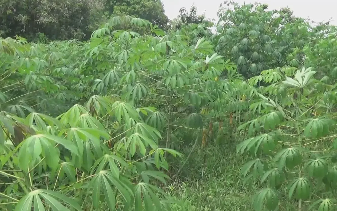 พิษณุโลก พบโรคใบด่างมันสำปะหลังระบาดแล้ว 5 อำเภอ