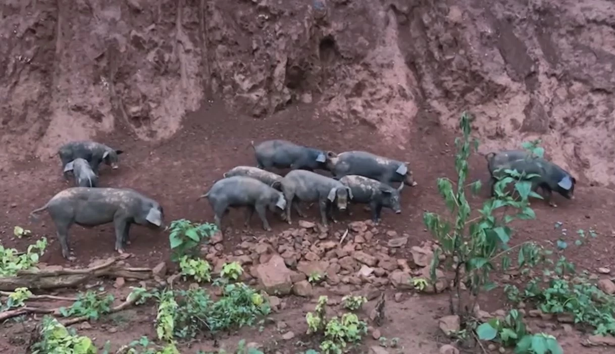 ปศุสัตว์เชียงราย เร่งลงพื้นที่บ้านดอยสะโง้ แก้ปัญหาหมูดำตาย