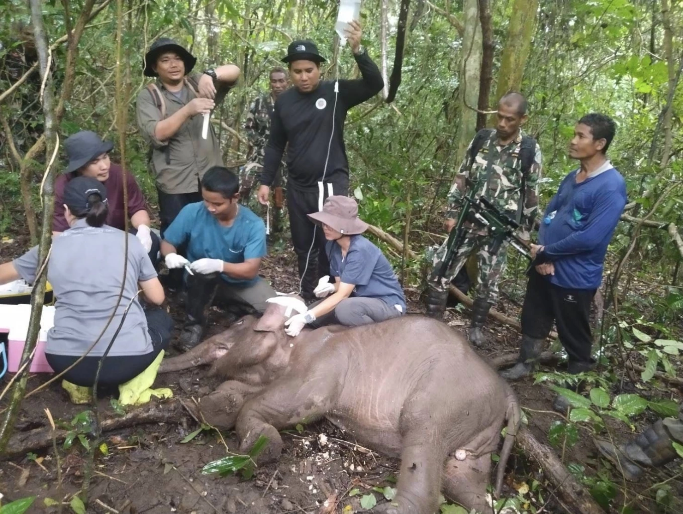 "จนท.-ทีมสัตวแพทย์" ช่วยเหลือ "ลูกช้างป่า" หลังพบมีปัญหาสุขภาพ
