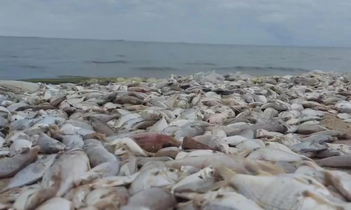 "แพลงก์ตอนบลูม" ปลาขาดอากาศ ตายเกลื่อนหาดบางแสน
