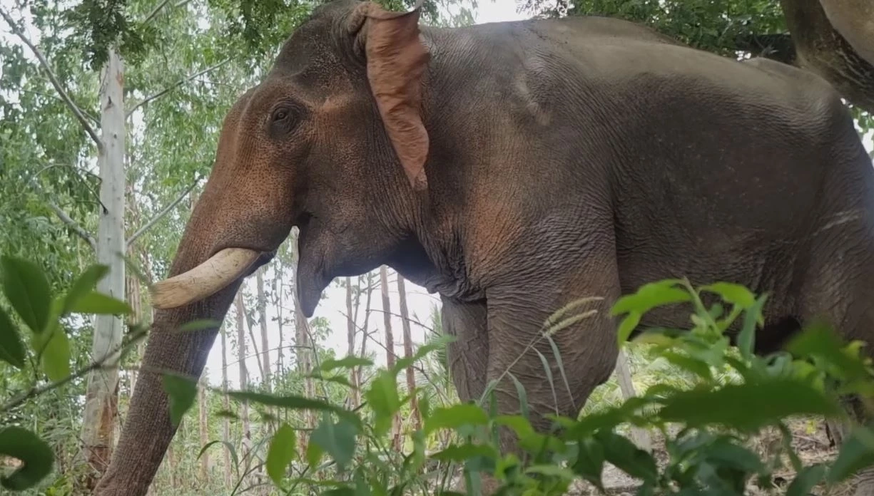 เปิดบ้านใหม่ "พลายบุญชู" จากบ้านปงแท่น ลำปาง สู่ "วัดท่าไม้" สมุทรสาคร