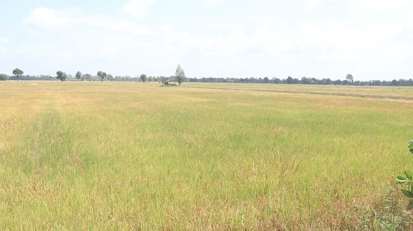 ชาวนาพิจิตรโอด ปลูกข้าว "หน้าฝน" แต่เจอ "ภัยแล้ง" หนักสุดในรอบ 40 ปี