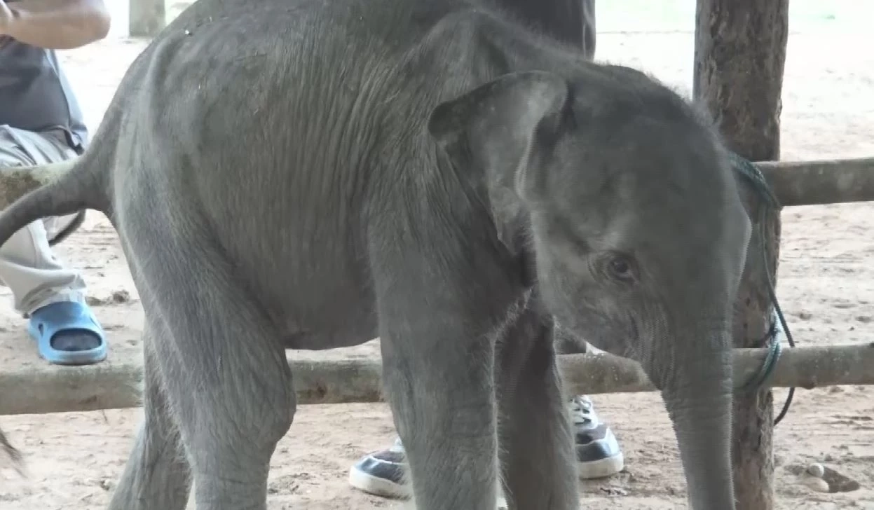 "ลูกช้างป่าภูวัว" พลัดหลง ร่างกายยังค่อนข้างอ่อนแอ สัตวแพทย์ดูแลใกล้ชิด