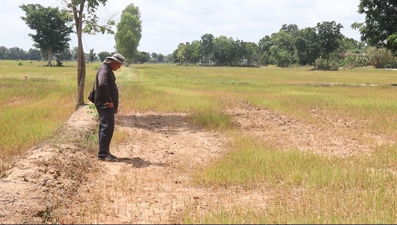 ชาวนาพิจิตรโอด ปลูกข้าว "หน้าฝน" แต่เจอ "ภัยแล้ง" หนักสุดในรอบ 40 ปี