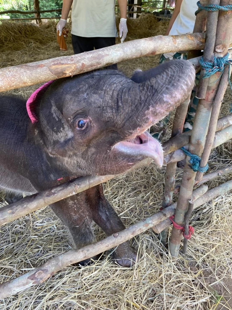 น้องกันยา ลูกช้างป่าภูวัวพลัดหลงโขลง ภาพโดยเขตรักษาพันธุ์สัตว์ป่าภูวัว