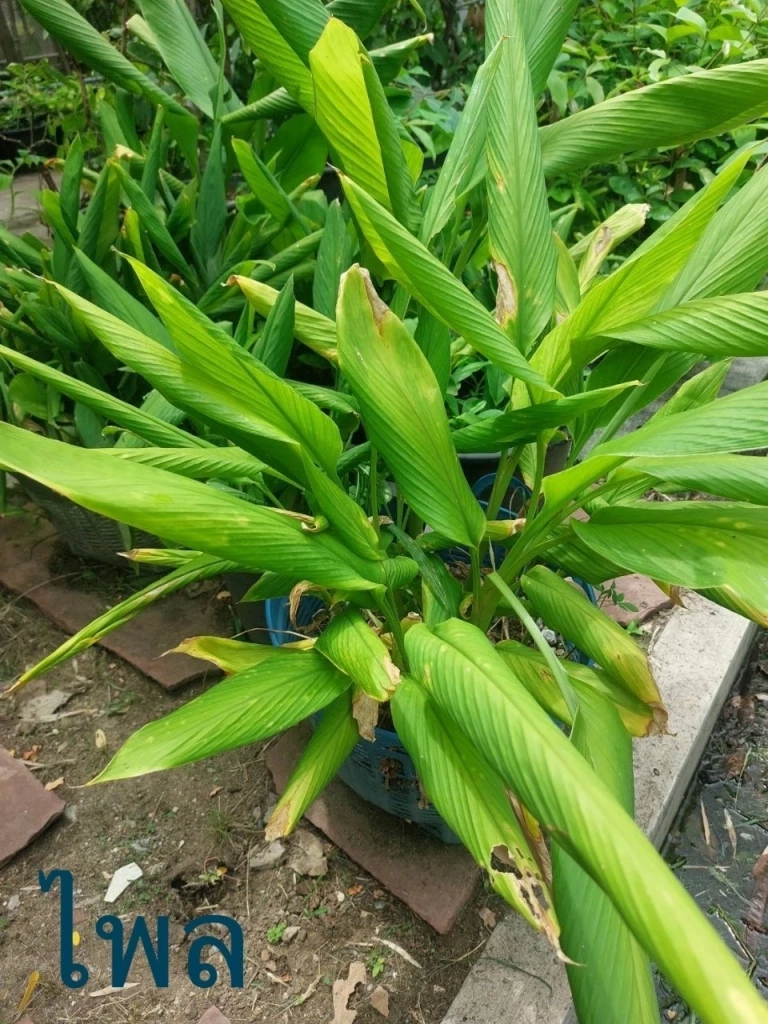 กรมวิชาการเกษตร วิจัยต่อยอด เพิ่มมูลค่า พืชสมุนไพรไทย