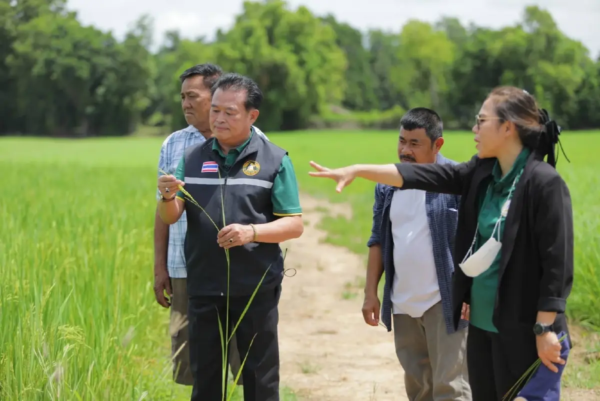 กรมการข้าว หนุนใช้เมล็ดพันธุ์ปี66 เพิ่มผลผลิต