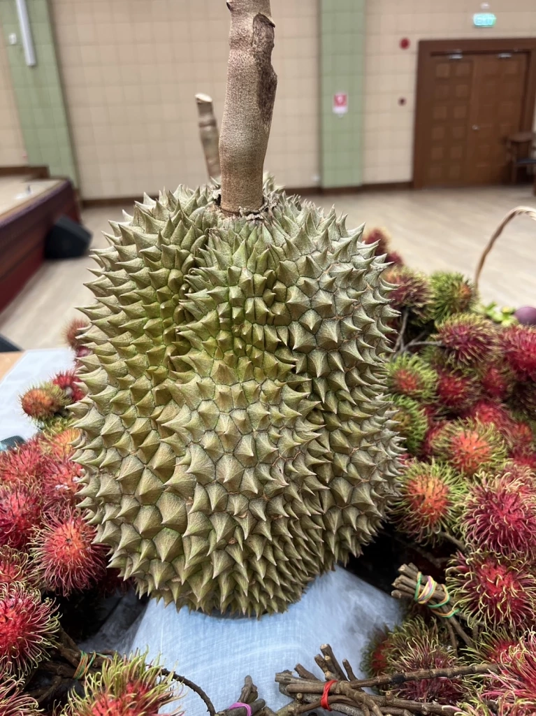 เปิดประมูล "ทุเรียนน้ำแร่แม่ออนเชียงใหม่" เคาะราคาสูงสุดลูกละ 3.1 หมื่นบาท