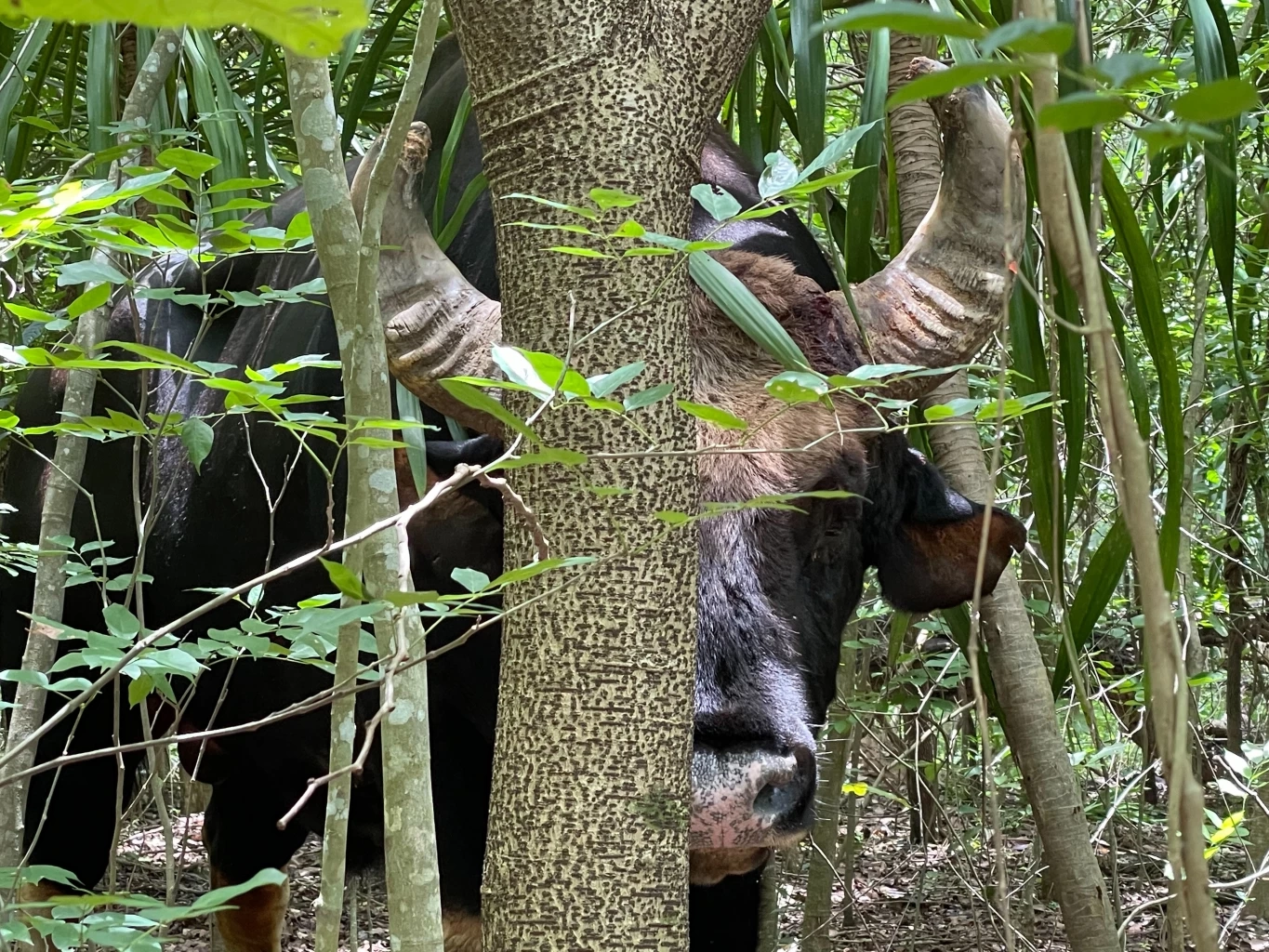 เจ้าทองดี กระทิงป่าวังน้ำเขียว