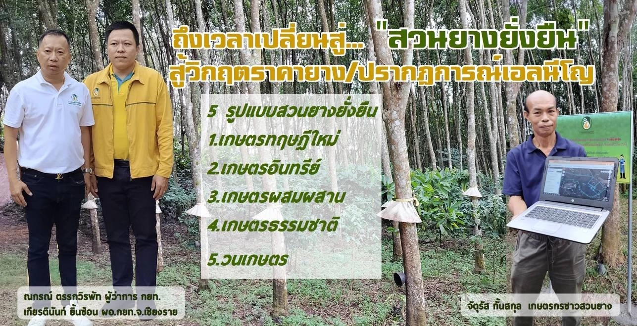 กยท. ผลักดันชาวสวนยาง ทำ "สวนยางยั่งยืน" สู้วิกฤตราคายาง - ปรากฏการณ์เอลนีโญ