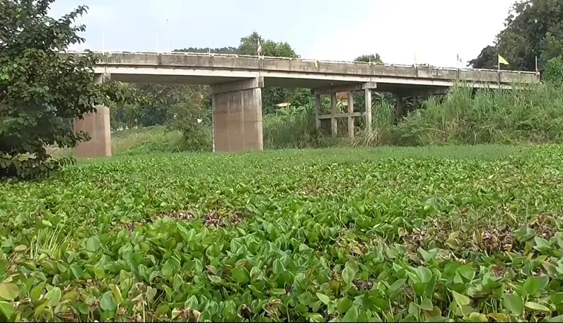 ชาวบ้านโวย "คลองบางแก้ว" เส้นทางระบายน้ำ อ่างทอง - อยุธยา ผักตบชวาแน่นคลอง