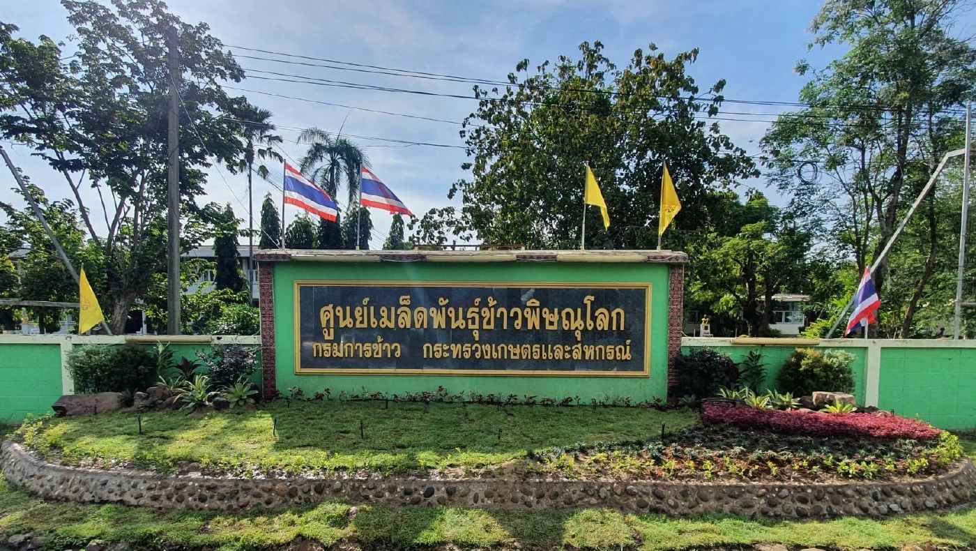 "กรมการข้าว" เดินหน้าส่งเสริมเปลี่ยนเมล็ดพันธุ์ข้าว สู่เกษตรกรทั่วประเทศ