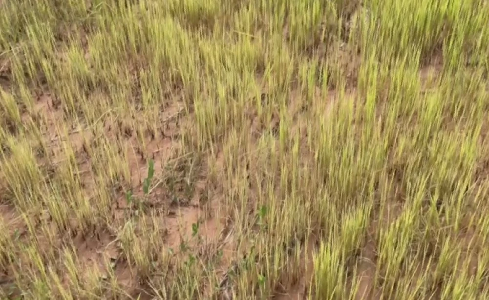 ชาวนาโคราชดีใจ นโยบายรัฐบาล "พักหนี้เกษตรกร 3 ปี" ชี้ช่วยให้มีเงินทุนไปต่อยอด