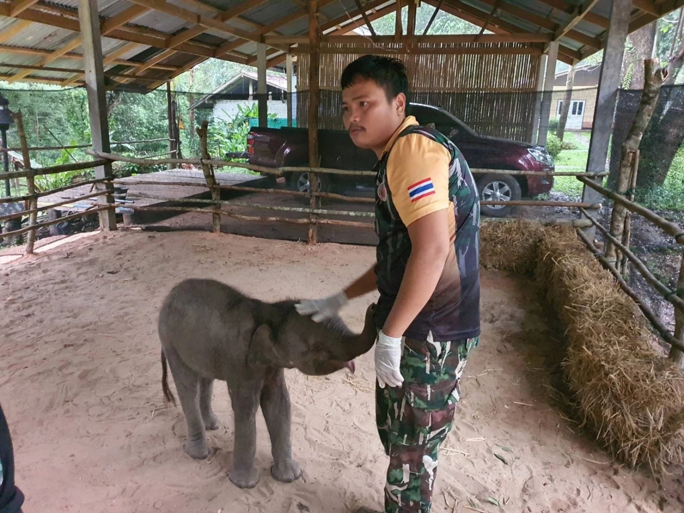 อัปเดตอาการ "ลูกช้างป่าภูวัว" พลัดหลง ร่างกายขาดน้ำ-ถ่ายเหลว