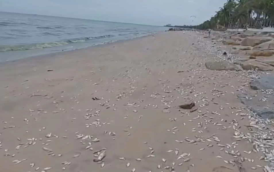 "แพลงก์ตอนบลูม" ปลาขาดอากาศ ตายเกลื่อนหาดบางแสน
