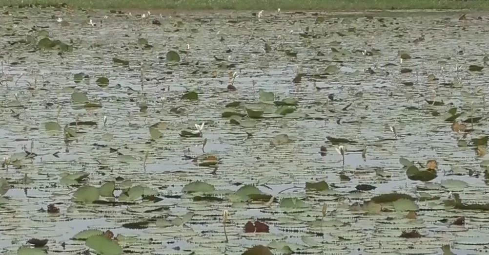 เกษตรกรอ่างทอง พลิกผืนนา หันปลูกบัวสาย ทำเงินเดือนละกว่า 2 หมื่น