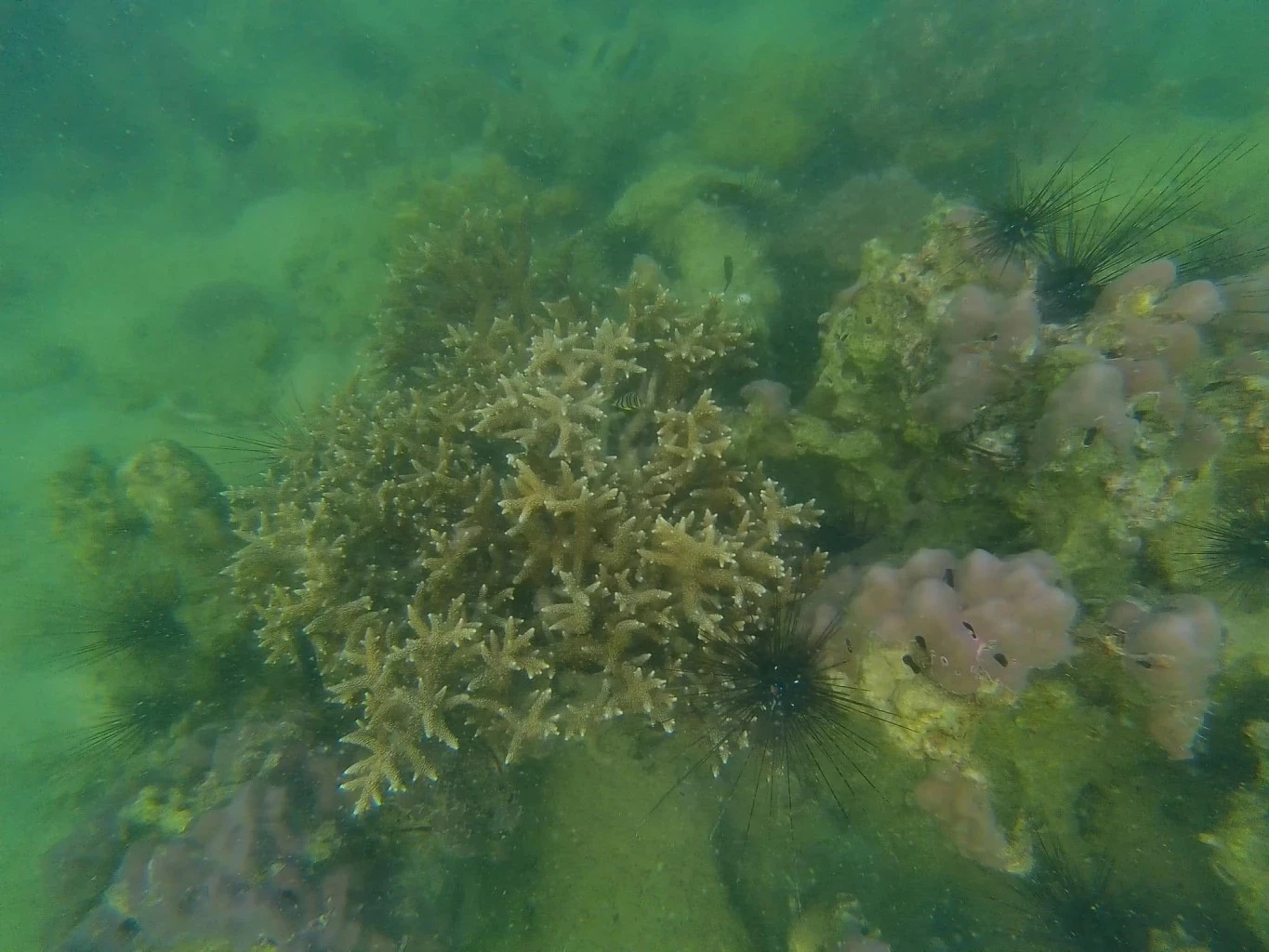 น้ำมันรั่วทำปะการังเป็นหมัน นักวิจัยแนะต้องติดตามผลกระทบน้ำมันรั่วระยะยาว