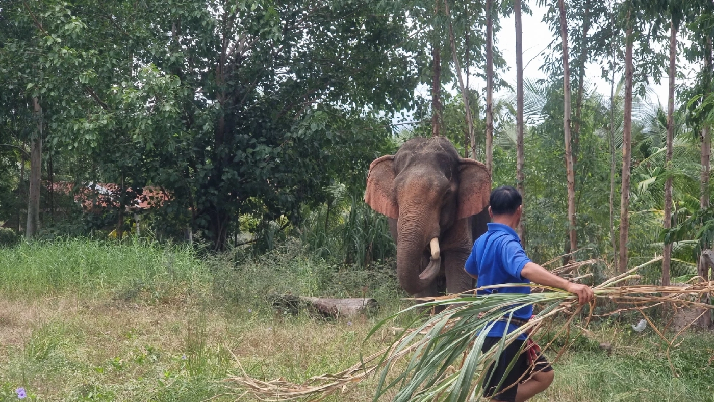 เปิดบ้านใหม่ "พลายบุญชู" จากบ้านปงแท่น ลำปาง สู่ "วัดท่าไม้" สมุทรสาคร
