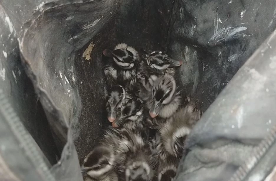 ขอบคุณนะนุด! "กู้ภัย-พลเมืองดี" ช่วย 12 ลูกนกเป็ดน้ำ พลัดตกท่อระบายน้ำ