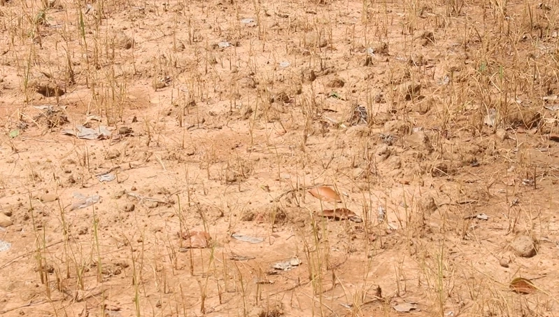 ชาวนาพิจิตรโอด ปลูกข้าว "หน้าฝน" แต่เจอ "ภัยแล้ง" หนักสุดในรอบ 40 ปี