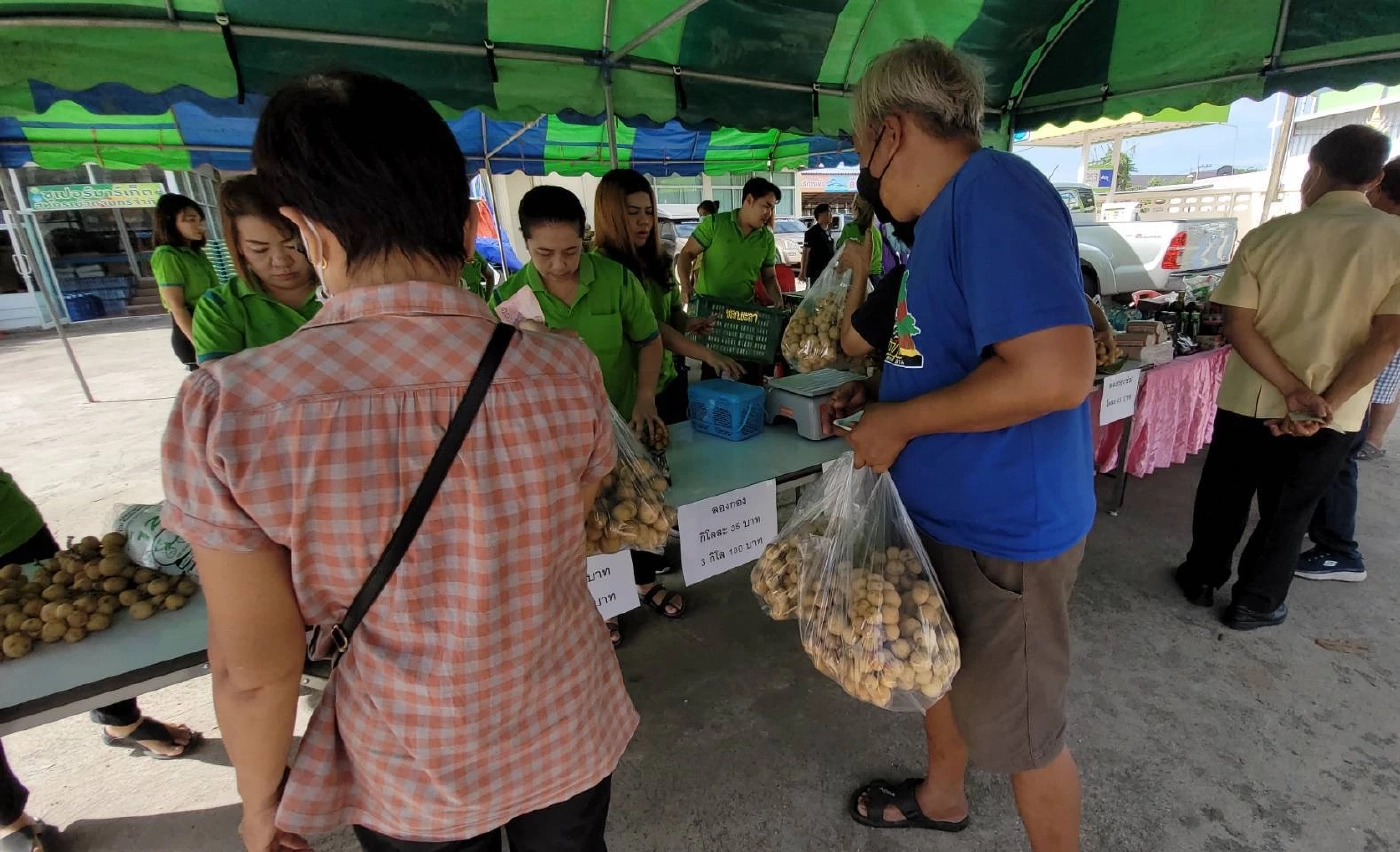 สหกรณ์วัดจันทร์ นำลองกองแดนใต้ จ.ยะลา เกรดพรีเมียม มาขายช่วยเกษตรกรครั้งที่ 2