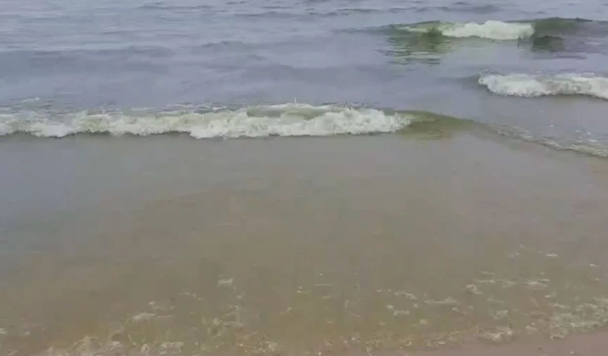 "แพลงก์ตอนบลูม" ปลาขาดอากาศ ตายเกลื่อนหาดบางแสน