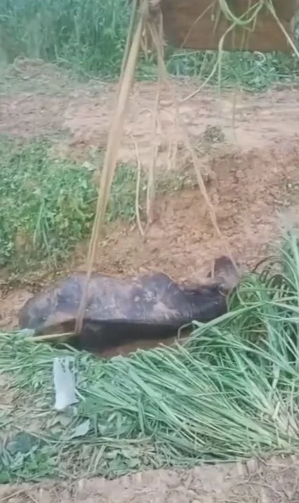 เปิดนาทีชีวิต จนท.ช่วยเหลือ "กระทิงป่า" ตกบ่อโคลน ได้อย่างปลอดภัย (มีคลิป)