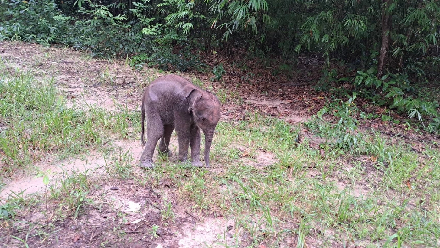 พบลูกช้างป่าภูวัว อายุ 2 เดือน พลัดหลงกลางทุ่งนา โขลงแม่ยังไม่มารับ