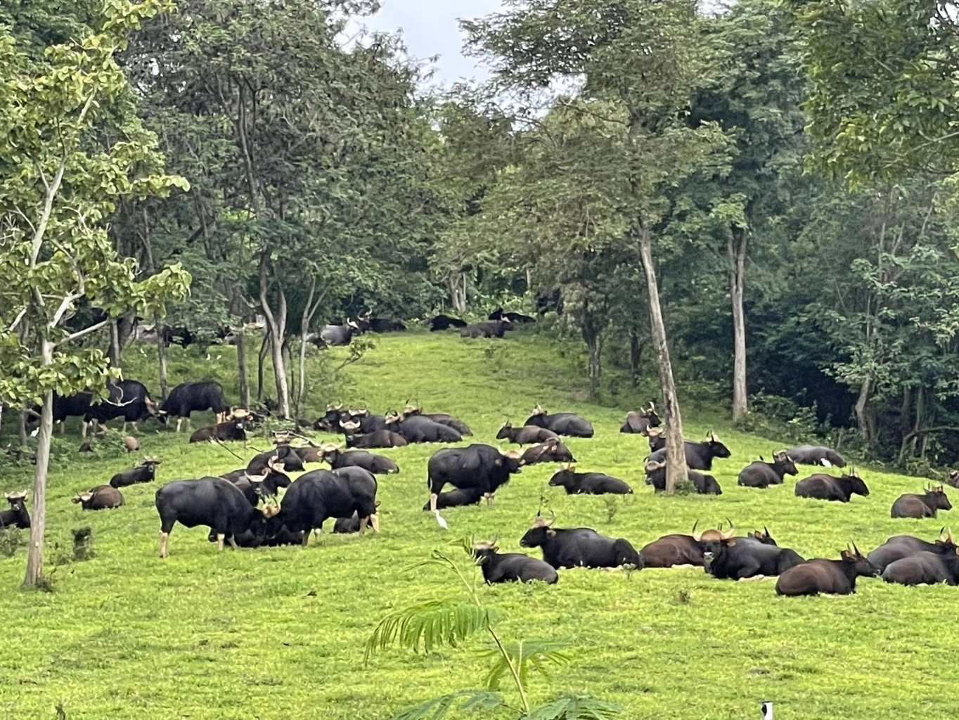 เปิดนาทีชีวิต จนท.ช่วยเหลือ "กระทิงป่า" ตกบ่อโคลน ได้อย่างปลอดภัย (มีคลิป)