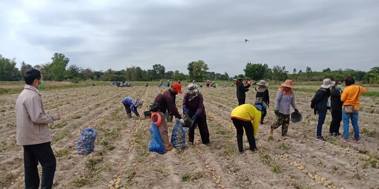 "เกษตรกรสกลนคร" รวมกลุ่มปลูกมันฝรั่ง สร้างรายได้ปีละ 10 ล้าน