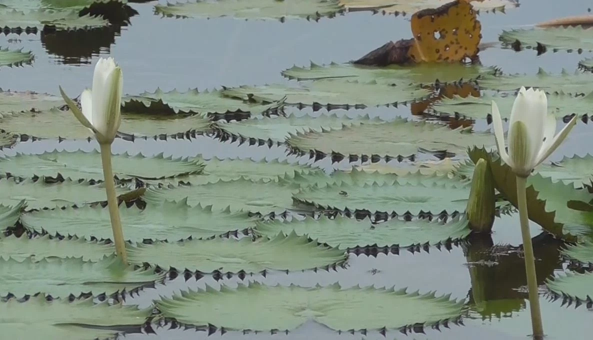 เกษตรกรอ่างทอง พลิกผืนนา หันปลูกบัวสาย ทำเงินเดือนละกว่า 2 หมื่น