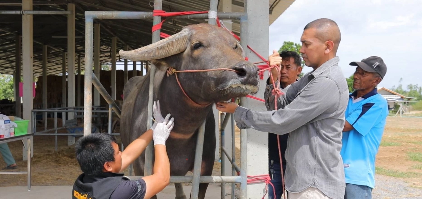 กรมปศุสัตว์ มุ่งพัฒนา"กระบือปลักไทย" หวังยกระดับรายได้เกษตรกร
