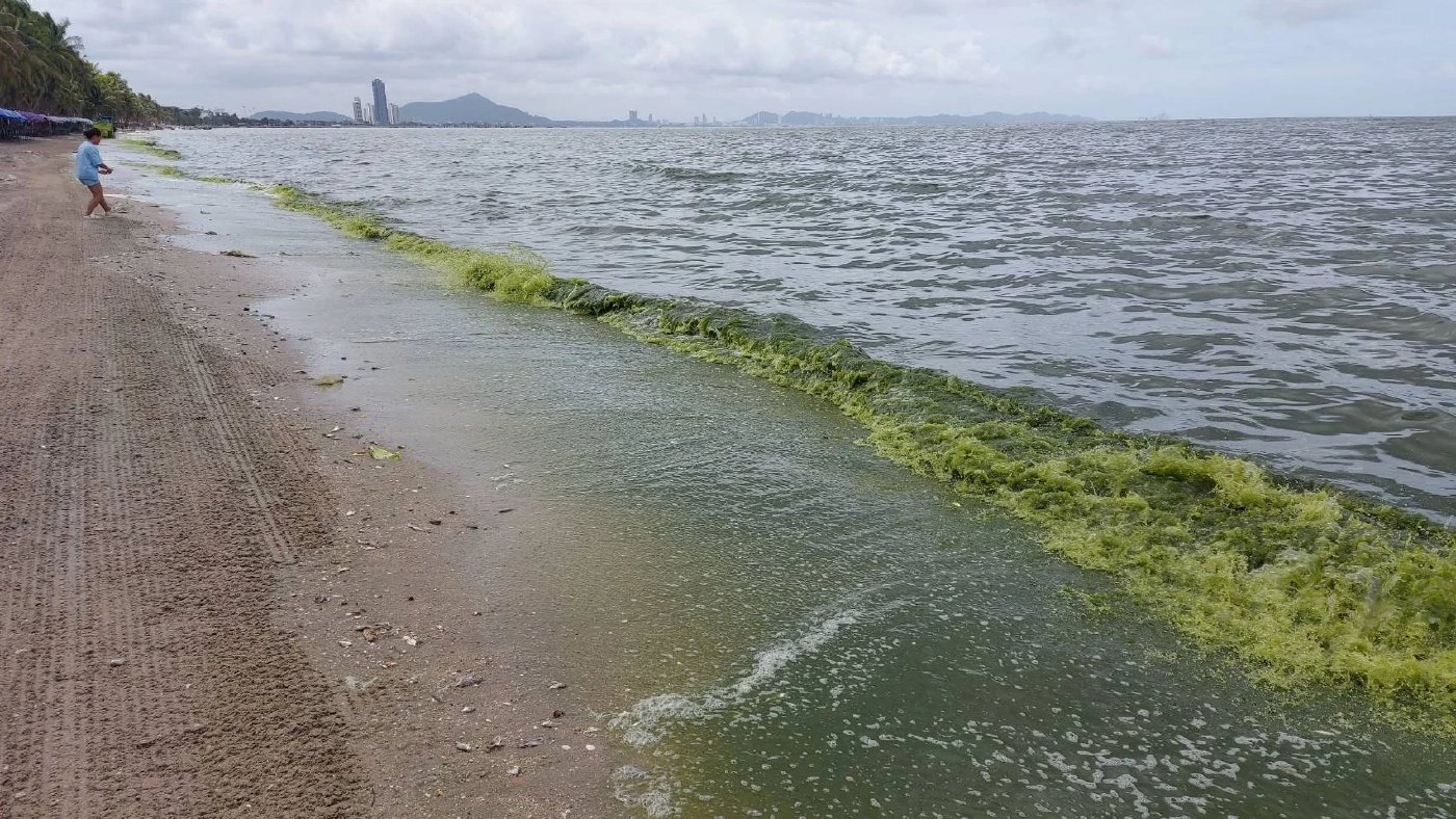 "ทะเลบางแสน" กลายเป็น "สีชาเขียวมัทฉะ" อีกแล้ว หลังฝนตกติดต่อกันหลายวัน