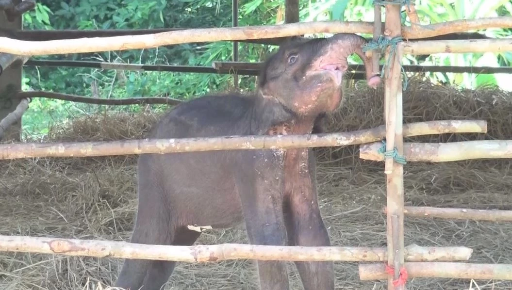"ลูกช้างป่าภูวัว" พลัดหลง แข็งแรงขึ้น ร่าเริง จนท.เช็ดตัว-เปิดพัดลมคลายร้อนให้ (คลิป)