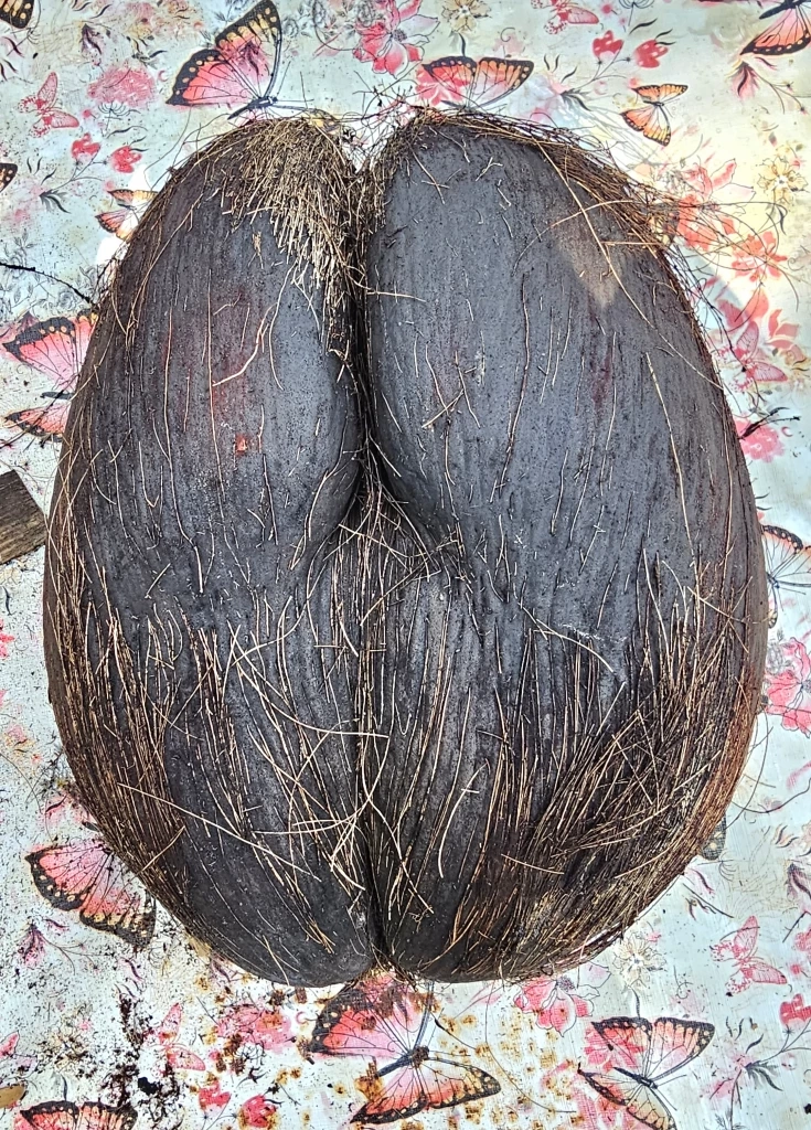 สวนนงนุช โชว์ "มะพร้าวก้นสาว" ลูกละแสน