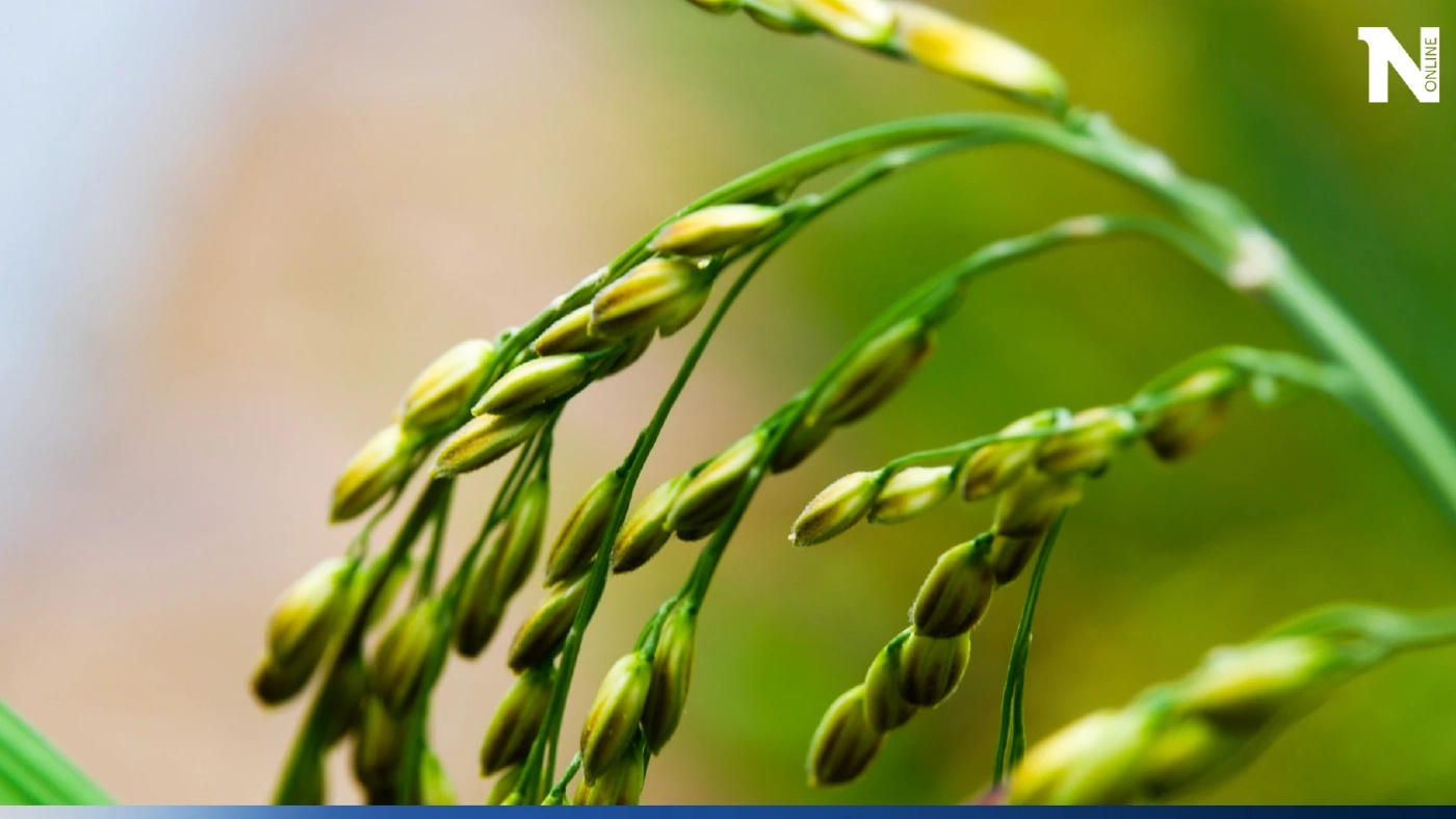 งานวิจัยเผย คุณค่าทางอาหารในข้าวลดลง เหตุเพราะผลกระทบจากโลกร้อน 