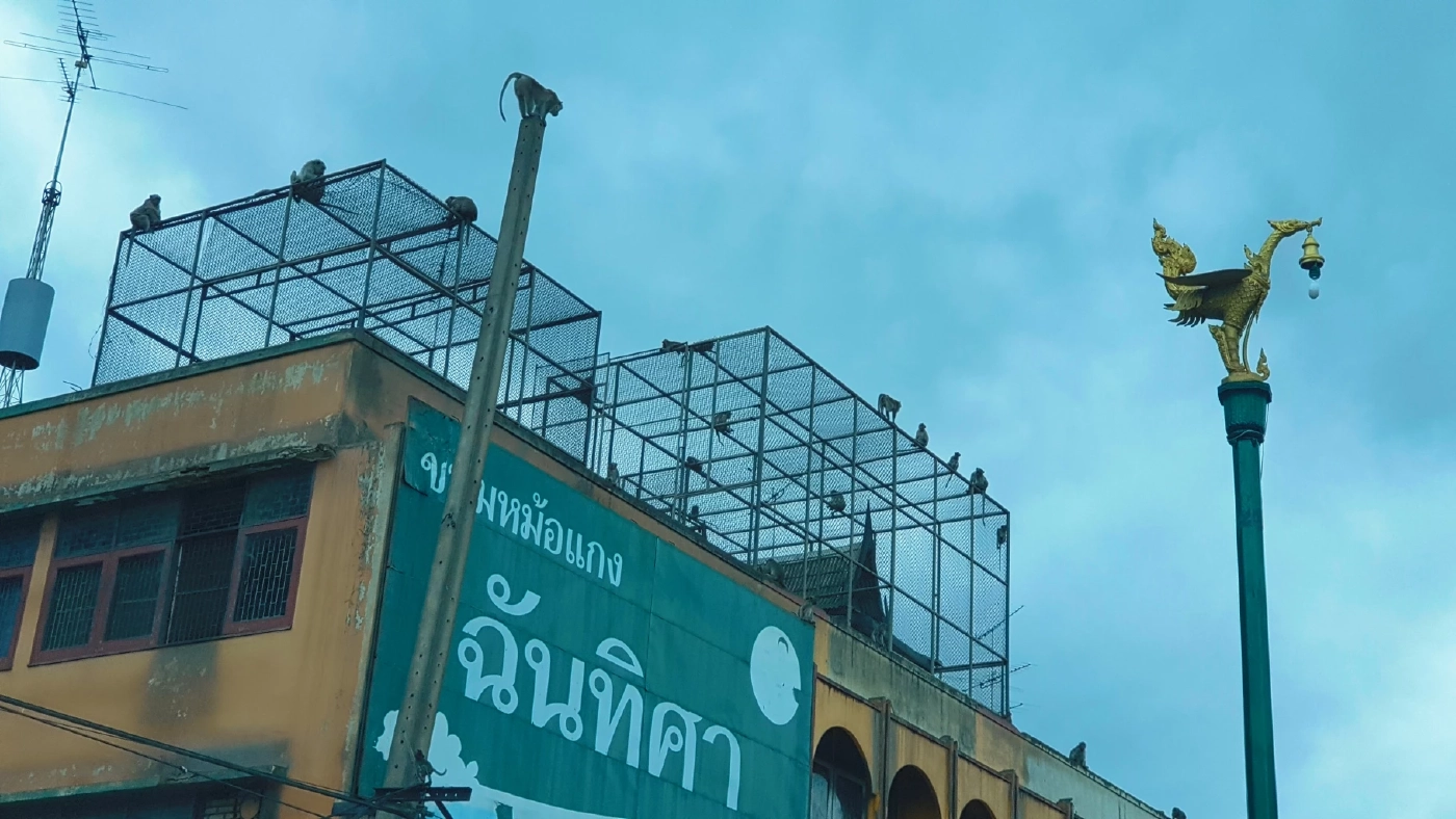 เดินหน้า "เพชรบุรีโมเดล" แก้ปัญหาลิงล้นเมือง