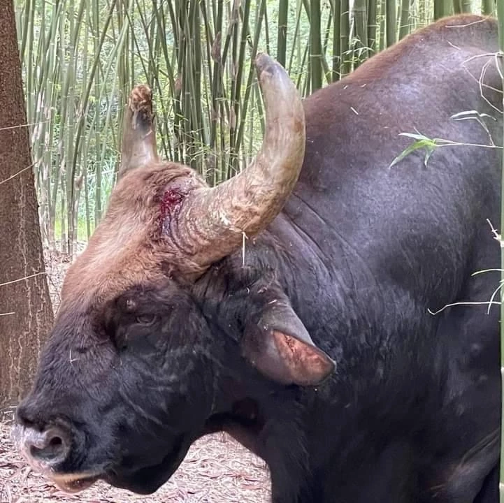 เจ้าทองดี กระทิงป่าวังน้ำเขียว