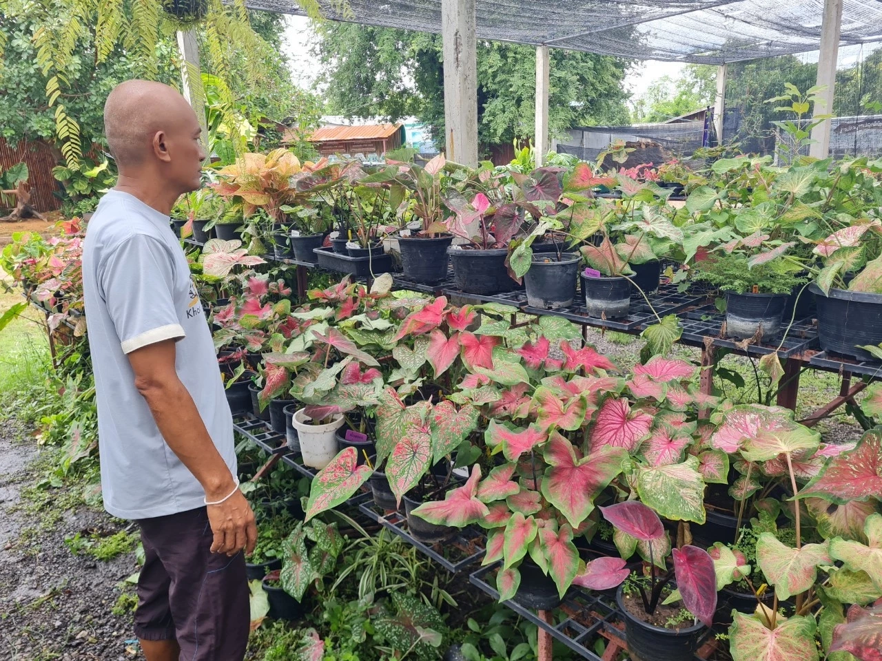 ผู้ป่วยโรคมะเร็งโคราช หนุนรัฐบาล ยกระดับ30 บาท รักษาทุกโรค