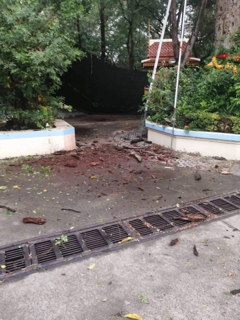 สรุปจบไม่ตัด "ต้นยางนาเก่าแก่ยืนต้นตาย" ปล่อยให้เป็นที่อาศัยนกแก้วโม่ง