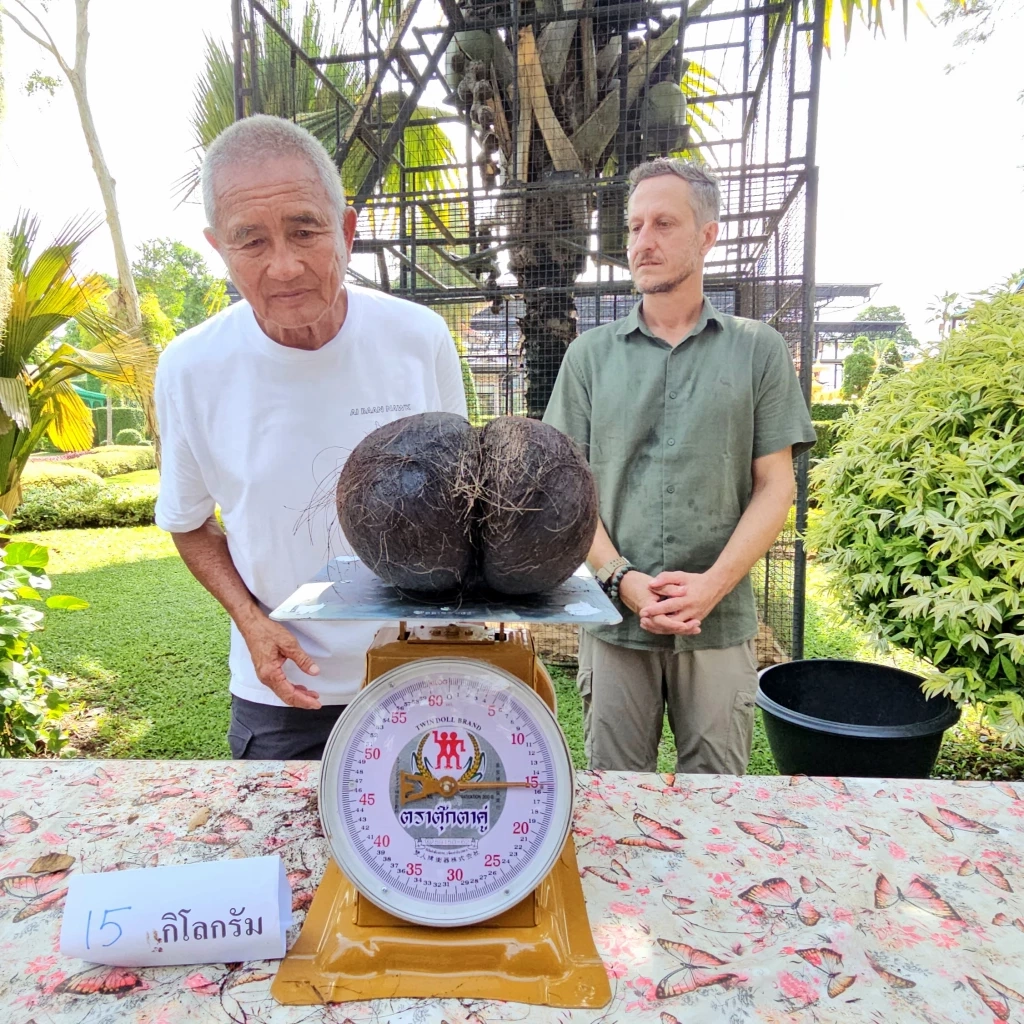 สวนนงนุช โชว์ "มะพร้าวก้นสาว" ลูกละแสน