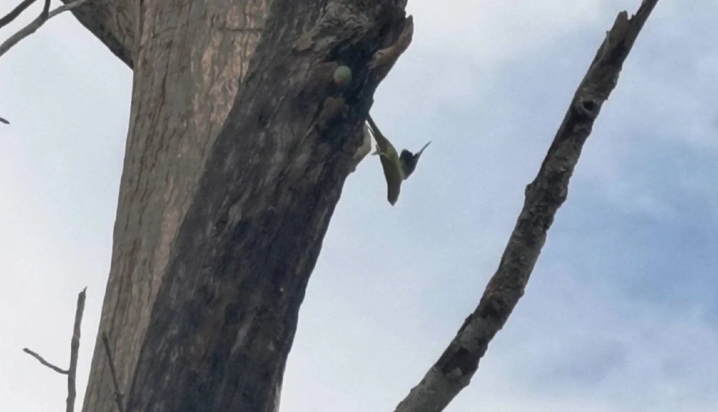 สรุปจบไม่ตัด "ต้นยางนาเก่าแก่ยืนต้นตาย" ปล่อยให้เป็นที่อาศัยนกแก้วโม่ง