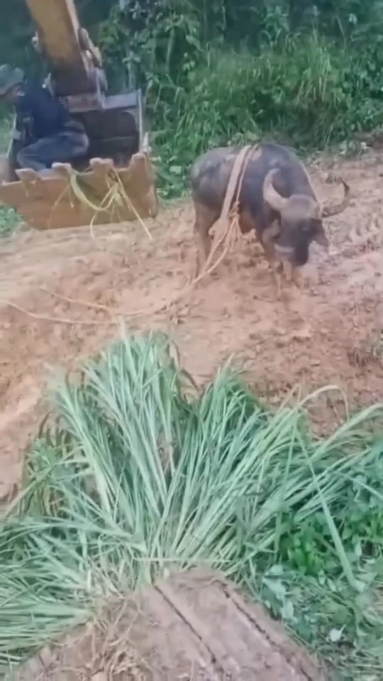 เปิดนาทีชีวิต จนท.ช่วยเหลือ "กระทิงป่า" ตกบ่อโคลน ได้อย่างปลอดภัย (มีคลิป)