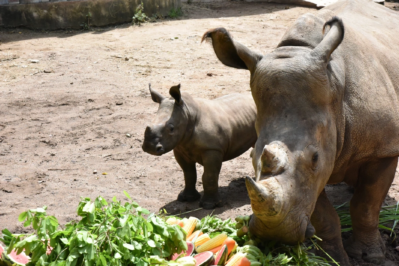 สวนสัตว์เปิดเขาเขียว อวดโฉมสมาชิกใหม่ "น้องท็อป" ลูกแรดขาวตัวที่สอง