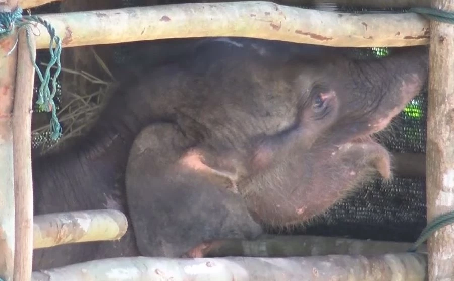 "ลูกช้างป่าภูวัว" พลัดหลง แข็งแรงขึ้น ร่าเริง จนท.เช็ดตัว-เปิดพัดลมคลายร้อนให้ (คลิป)