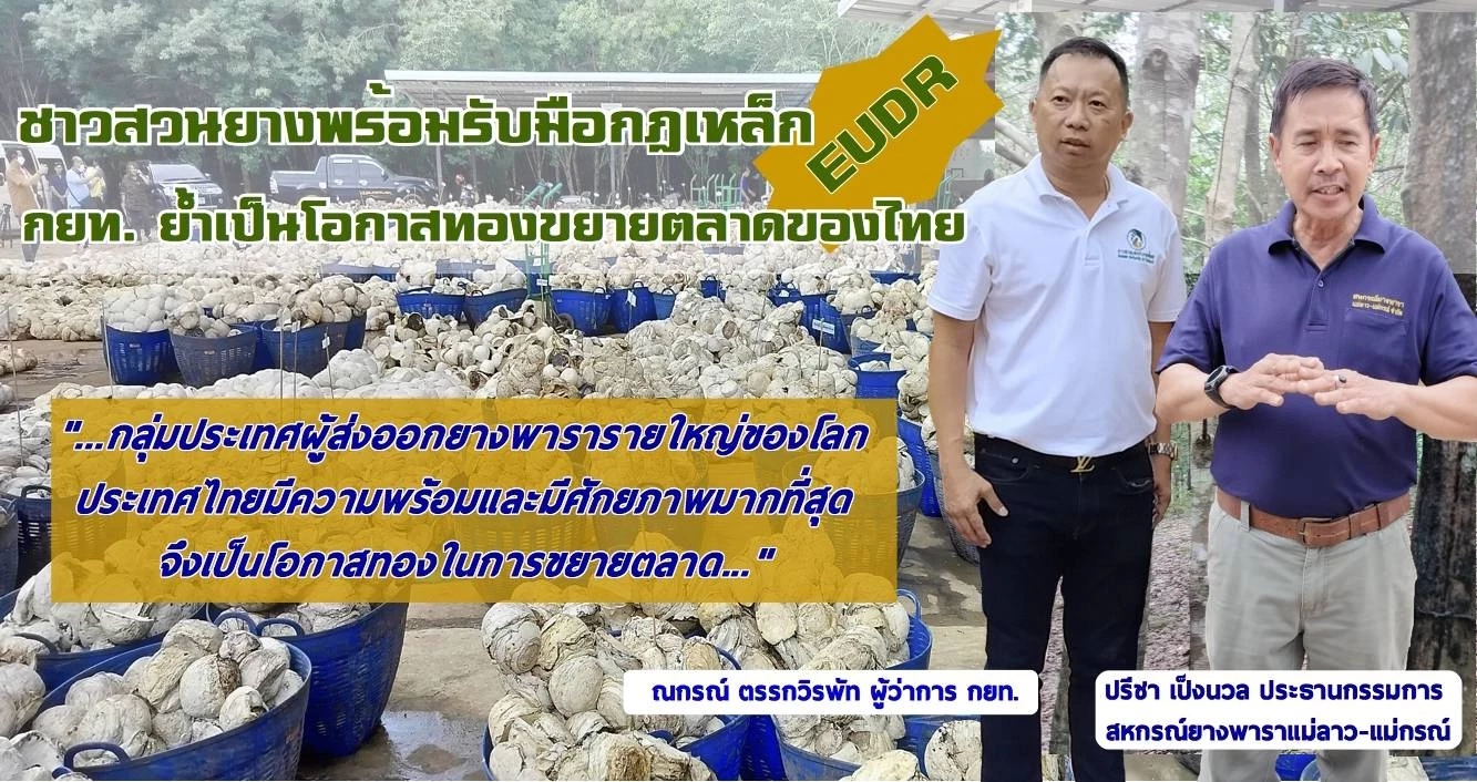 ชาวสวนยางพร้อมรับมือกฎเหล็ก EUDR  กยท. ย้ำโอกาสทองขยายตลาดของไทย